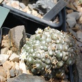 Blossfeldia grafted (2156 відвідувань) Blossfeldia grafted