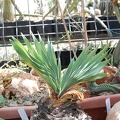 Boophane disticha (2218 відвідувань) Boophane disticha