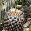 Copyphantha tripugionacantha (1991 відвідувань) Copyphantha tripugionacantha