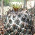 Coryphantha longicornis (2486 відвідувань) Coryphantha longicornis