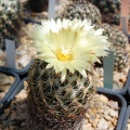 Coryphantha radians (1963 відвідувань) Coryphantha radians