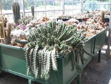 Коллекция Басараба Попа (Констанца, Румыния) 
