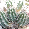 Echinocereus fendleri v kunzleri (2091 відвідувань) Echinocereus fendleri v kunzleri