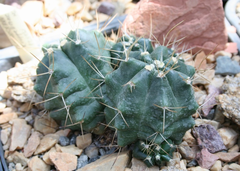 Echinocereus_knippelianus.JPG