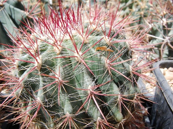 Ferocactus steinesii pilosus (1802 відвідувань) Ferocactus steinesii pilosus