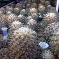 DSCF7147.jpg