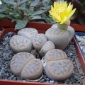 litvinP8230215.jpg