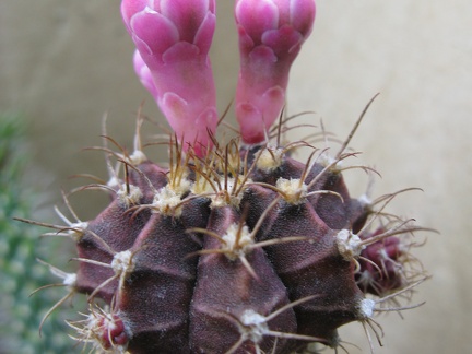 Фото коллекции В.М. Павлика (г. Жашков)