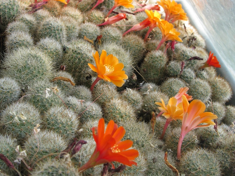 Фото коллекции В.М. Павлика (г. Жашков)