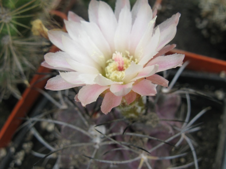 Фото коллекции В.М. Павлика (г. Жашков)