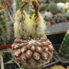 Фото коллекции В.М. Павлика (г. Жашков)