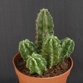 Echinocereus_morricalii.JPG