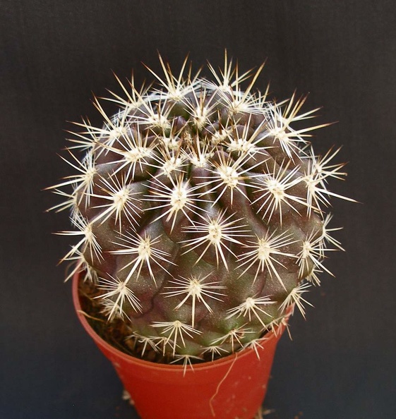 Eriosyce__Neoporteria__subgibbosa.JPG