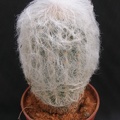 Espostoa_lanata.JPG