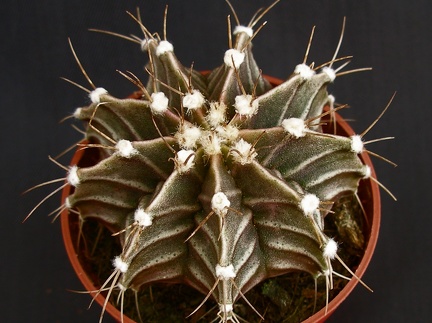 Gymnocalycium friedrichii