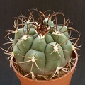 Gymnocalycium_pflanzii.JPG