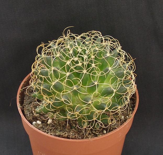 Mammillaria_camptotricha_cv__marnier-lapostollei.JPG