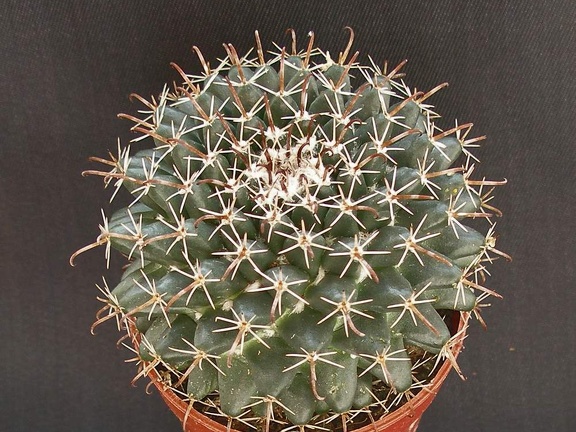 Mammillaria uncinata
