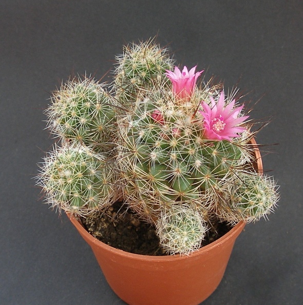 Mammillaria_vetula_ssp_gracilis_cv_fl__purpurea_.JPG