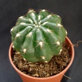 Matucana_polzii.JPG