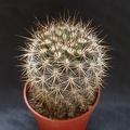 Neoporteria_polyraphis_.JPG