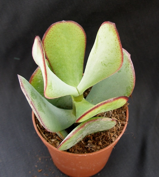 Crassula_arborescens.JPG