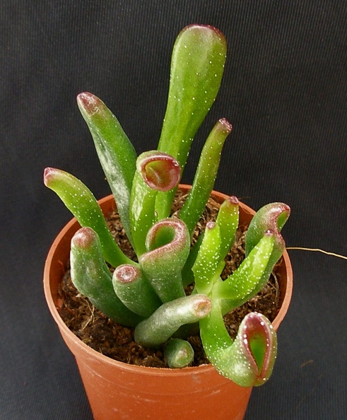 Crassula_ovata__cv___Gollum.JPG