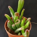 Crassula_ovata__cv___Gollum.JPG