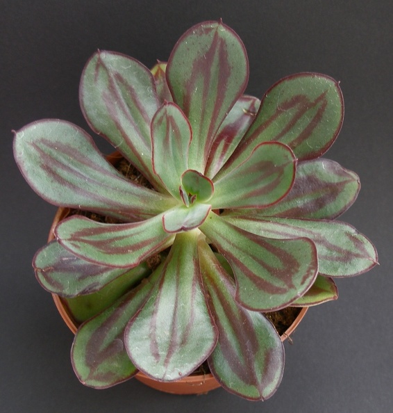 Echeveria_nodulosa.JPG