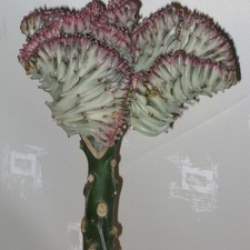 Eup lactea f cristata Grey (1902 відвідувань) Eup lactea f cristata Grey