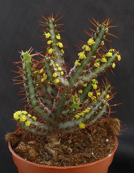 Euphorbia_aeruginosa.JPG