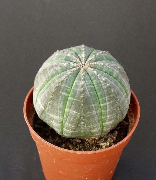 Euphorbia_obesa.JPG
