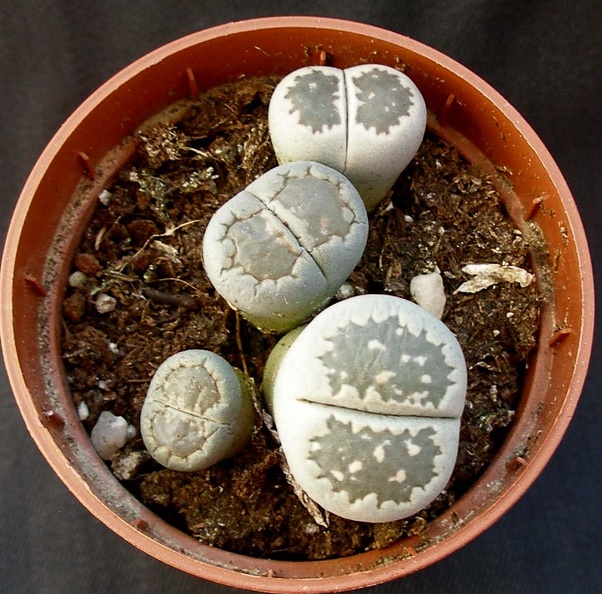 Lithops_salicola.JPG