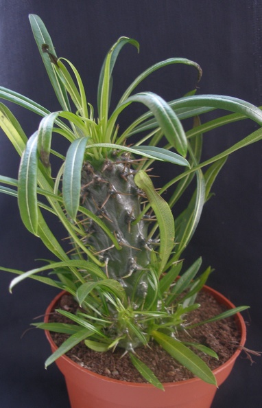 Pachypodium_lamerei_.JPG