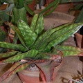 Gasteria sp (29 відвідувань) Gasteria sp