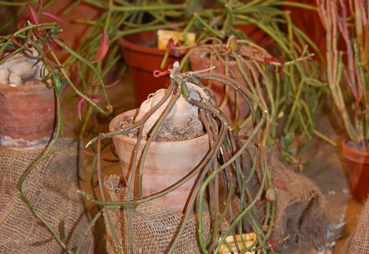 Monadenium rubellum (2348 відвідувань) Monadenium rubellum