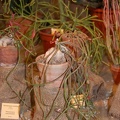Monadenium_rubellum.jpg
