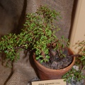 Pilea_nipentes.jpg