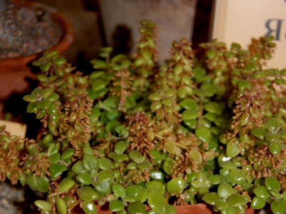 Plecranthus prostratus