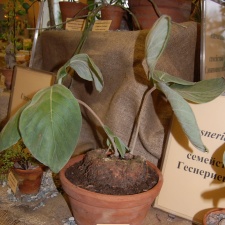 Sinningia leucotricha (2178 відвідувань) Sinningia leucotricha