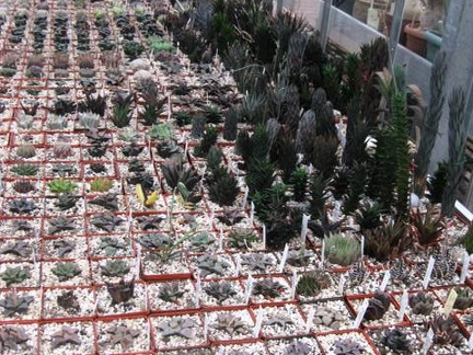 Выставка 1 мая 2009 (Донецк)