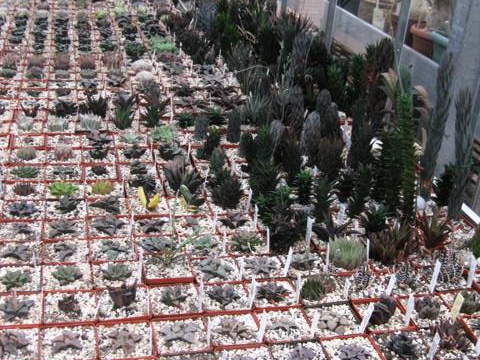 Выставка 1 мая 2009 (Донецк) (2507 відвідувань) Фото Лорана Комяти (Кировоград)
Выставка 1 мая 2009 (Донецк)