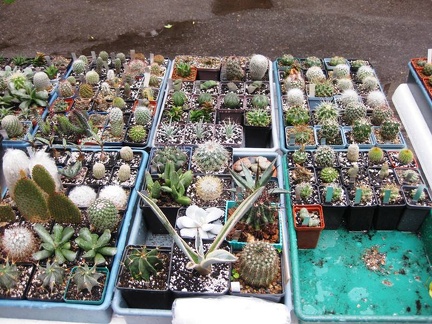 Выставка сентябрь 2008 (2724 відвідувань) Фото Лорана Комяти (Кировоград)
Выставка сентябрь 2008