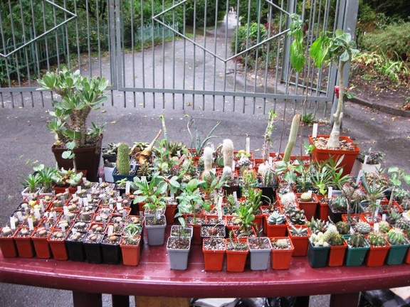 Выставка сентябрь 2008 (2674 відвідувань) Фото Лорана Комяти (Кировоград)
Выставка сентябрь 2008