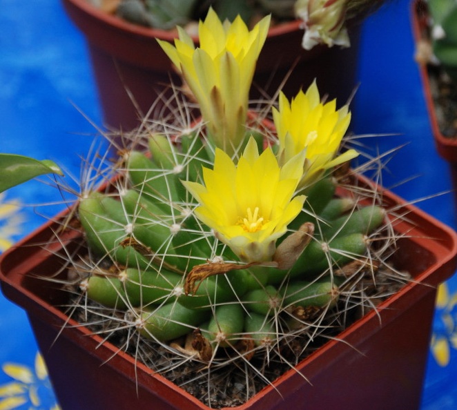 DSC_1628c.jpg