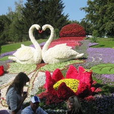 Городская выставка цветов, август 2008 (3096 відвідувань) Фото Лорана и Сергея Комяти (Кировоград)
Городская выставка цветов, август 2008