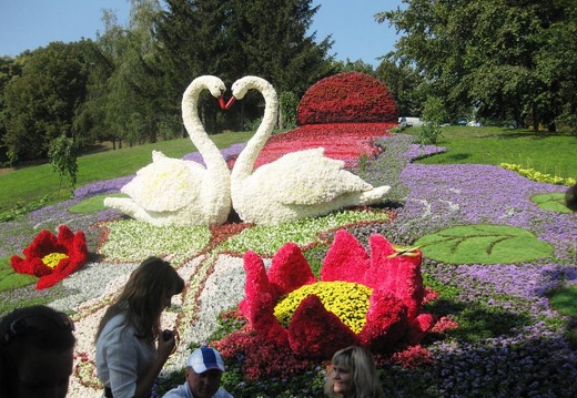 Городская выставка цветов, август 2008 (3097 відвідувань) Фото Лорана и Сергея Комяти (Кировоград)
Городская выставка цветов, август 2008