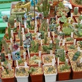 Выставка май 2006 (Киев) (2481 відвідувань) Фото Владимира Иванова (Киев) Выставка май 2006 (Киев)