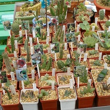 Выставка май 2006 (Киев) (2481 відвідувань) Фото Владимира Иванова (Киев) Выставка май 2006 (Киев)