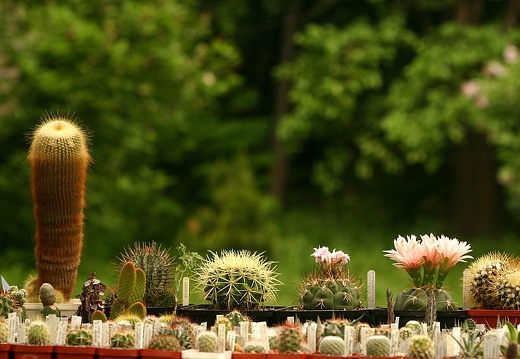 Выставка май 2005 (Киев)